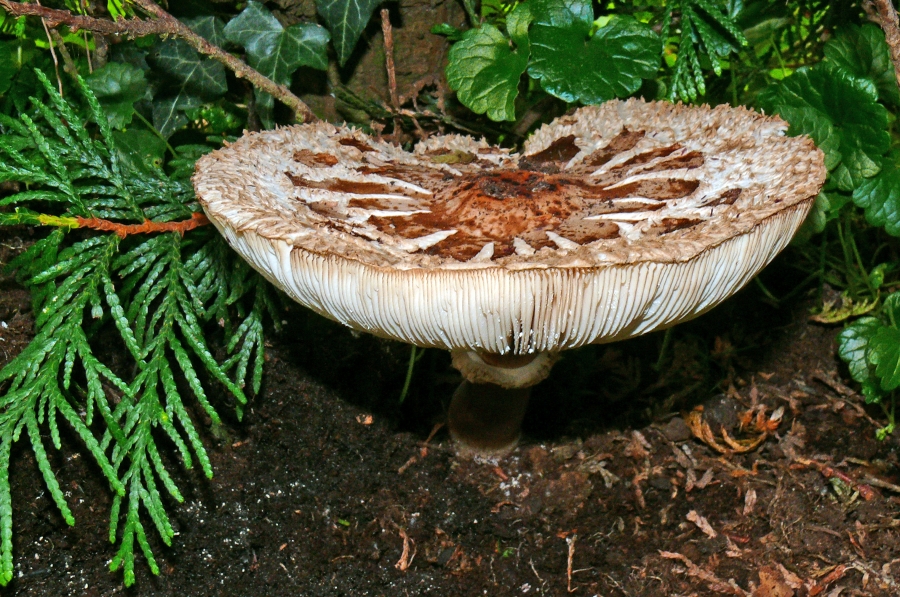 Kennt jemand diesen Pilz?