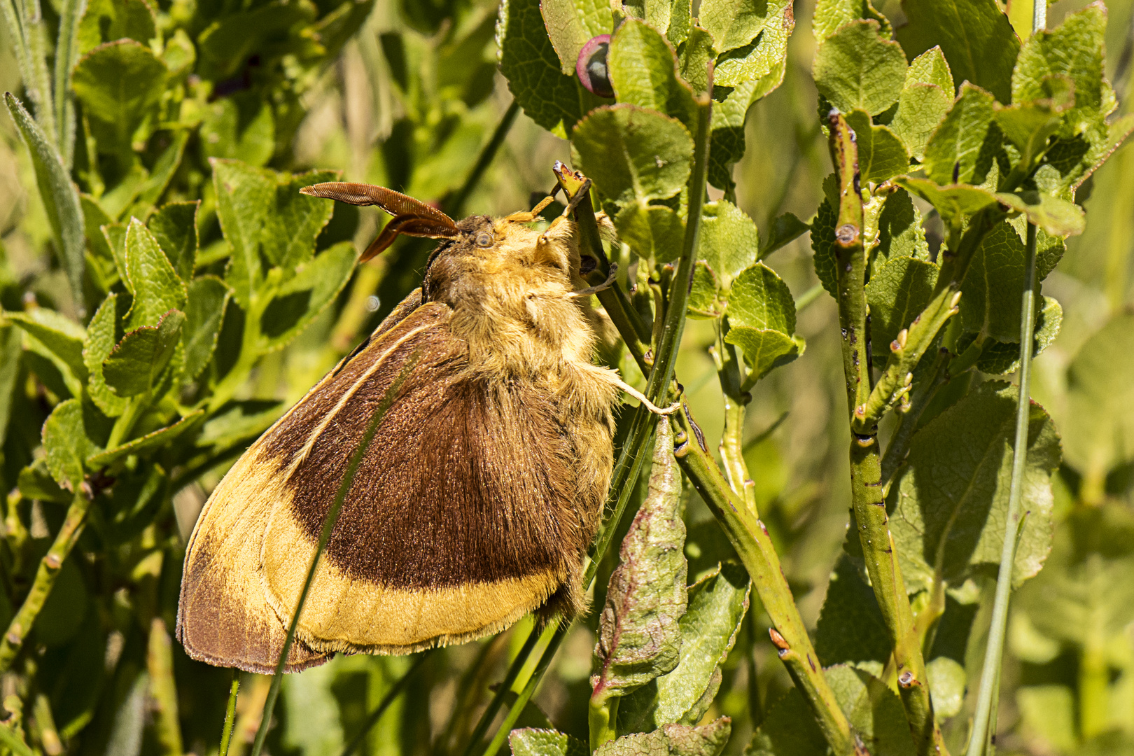 Kennt jemand diesen Schmetterling?