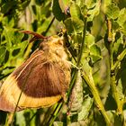 Kennt jemand diesen Schmetterling?