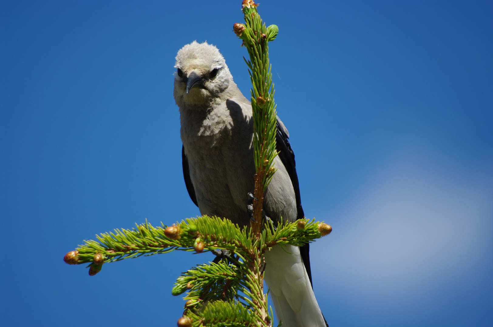 Kennt jemand diesen Vogel?