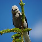 Kennt jemand diesen Vogel?