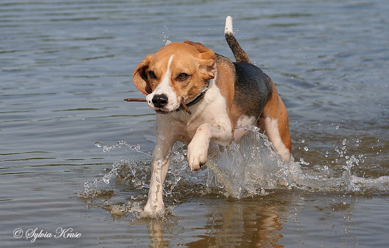 Kenny - 3,5 Jahre