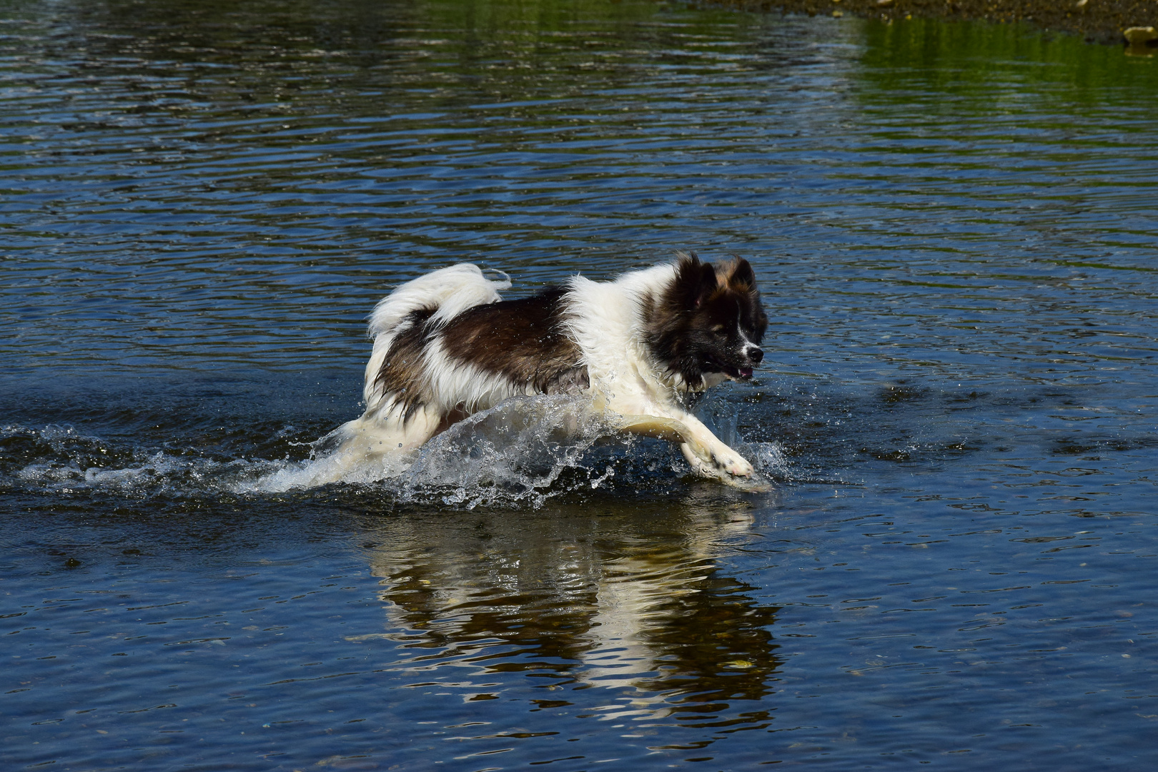 Kenny beim schwimmen