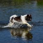 Kenny beim schwimmen