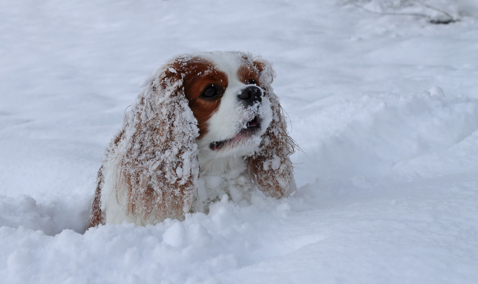 Kenny liebt Schnee (1) ...