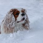 Kenny liebt Schnee (1) ...