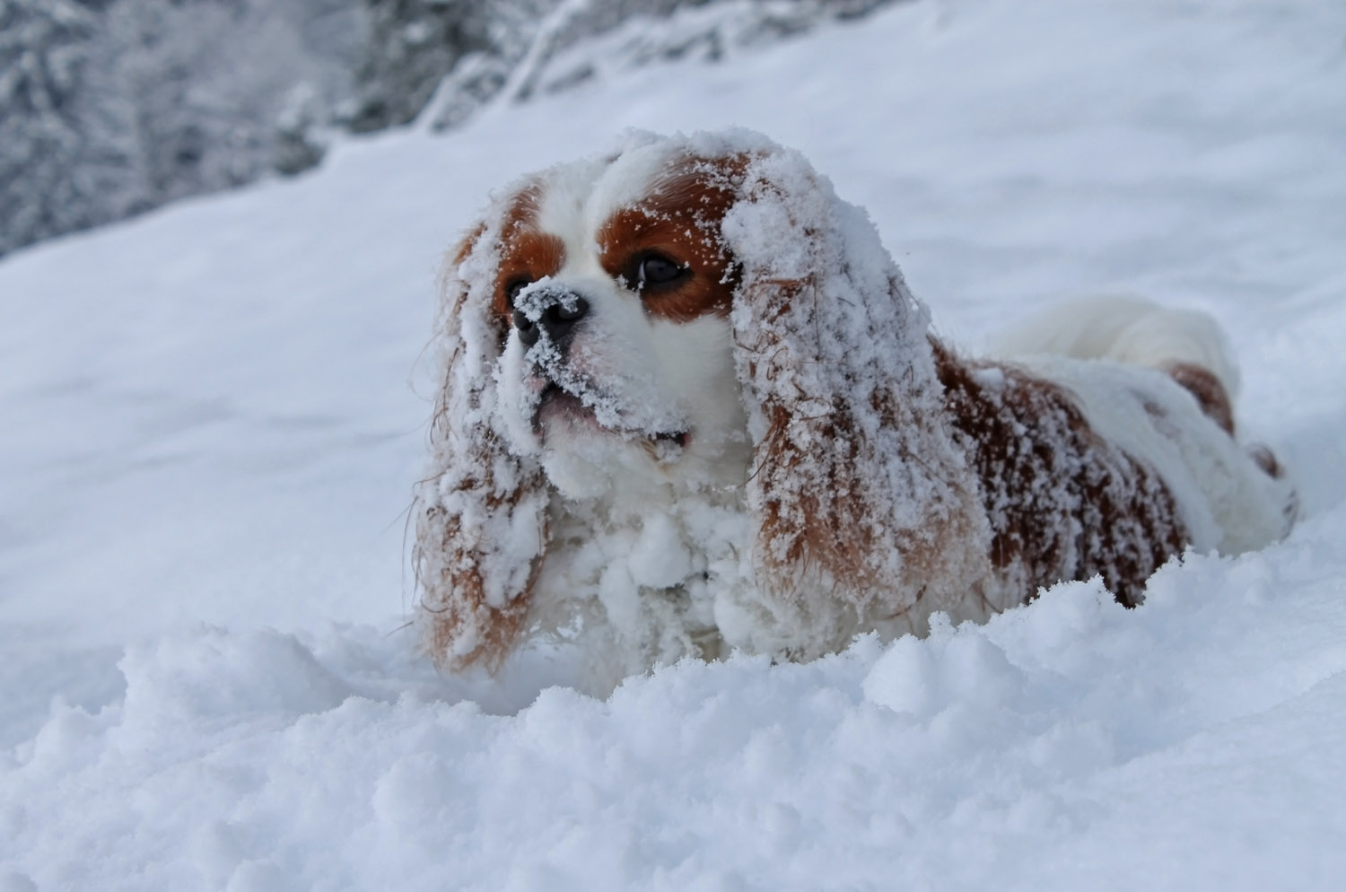 Kenny liebt Schnee (2) ...
