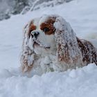 Kenny liebt Schnee (2) ...