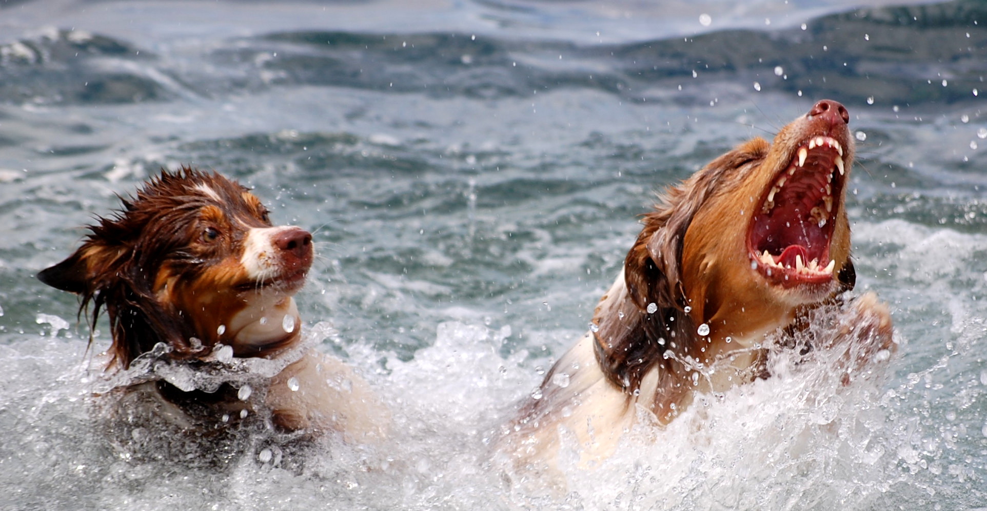 Kenny und Cajun im Meer