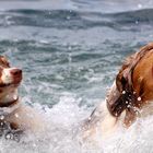 Kenny und Cajun im Meer