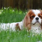 Kenny,in der Blumenwiese