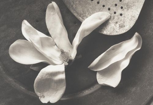 Kenro Izu - Still life - 16