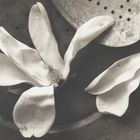 Kenro Izu - Still life - 16