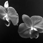 Kenro Izu - Still life - 17