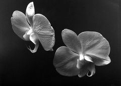 Kenro Izu - Still life - 17