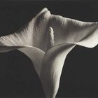 Kenro Izu - Still life , 18