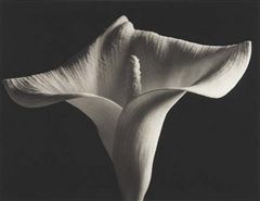 Kenro Izu - Still life , 18