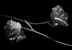 Kenro Izu - Still life, 19