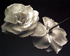 Kenro Izu - Still life , 21