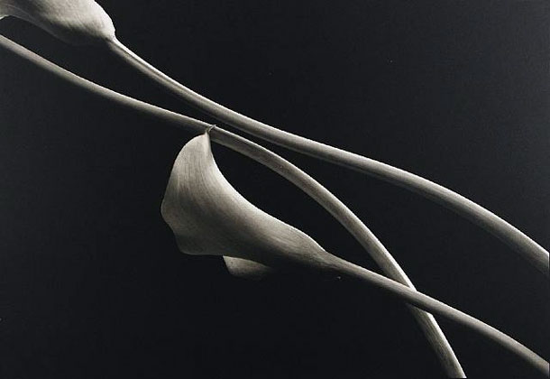 Kenro Izu - Still life - 23,