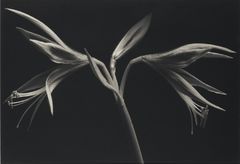 Kenro Izu - Still life - 24