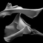 Kenro Izu - Still life - 25