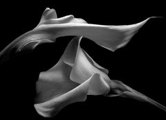 Kenro Izu - Still life - 25