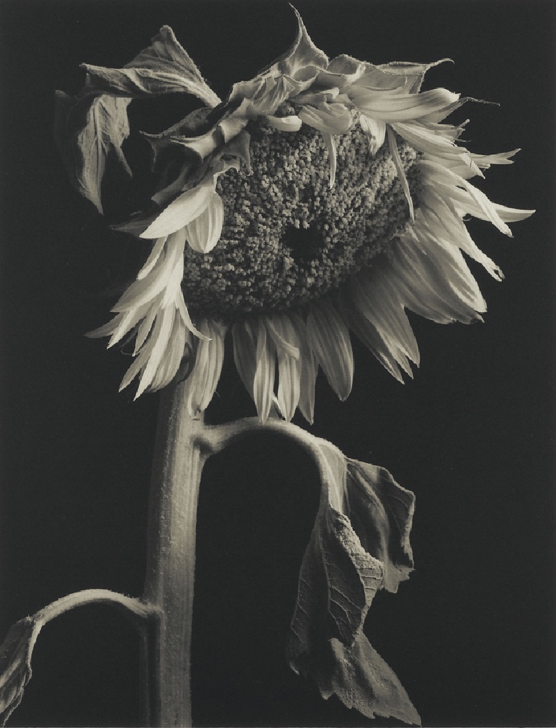 Kenro Izu - Still life - 27