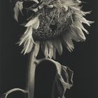 Kenro Izu - Still life - 27