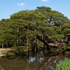 Kenroku-en Garten in Kanazawa - Kiefer