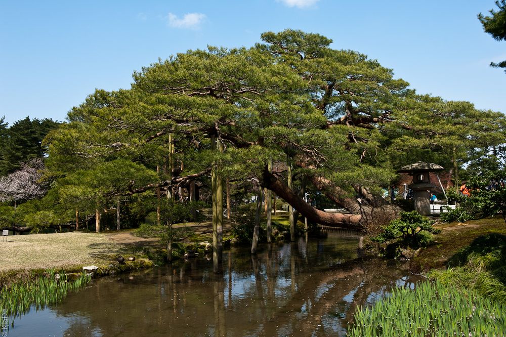 Kenroku-en Garten in Kanazawa - Kiefer
