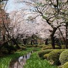 Kenroku-en Garten in Kanazawa - Kirschblüte am Wasserlauf