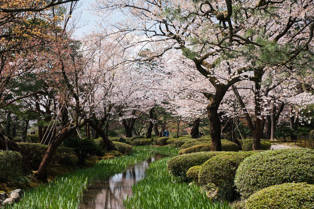 Kenroku-en Garten in Kanazawa - Kirschblüte am Wasserlauf