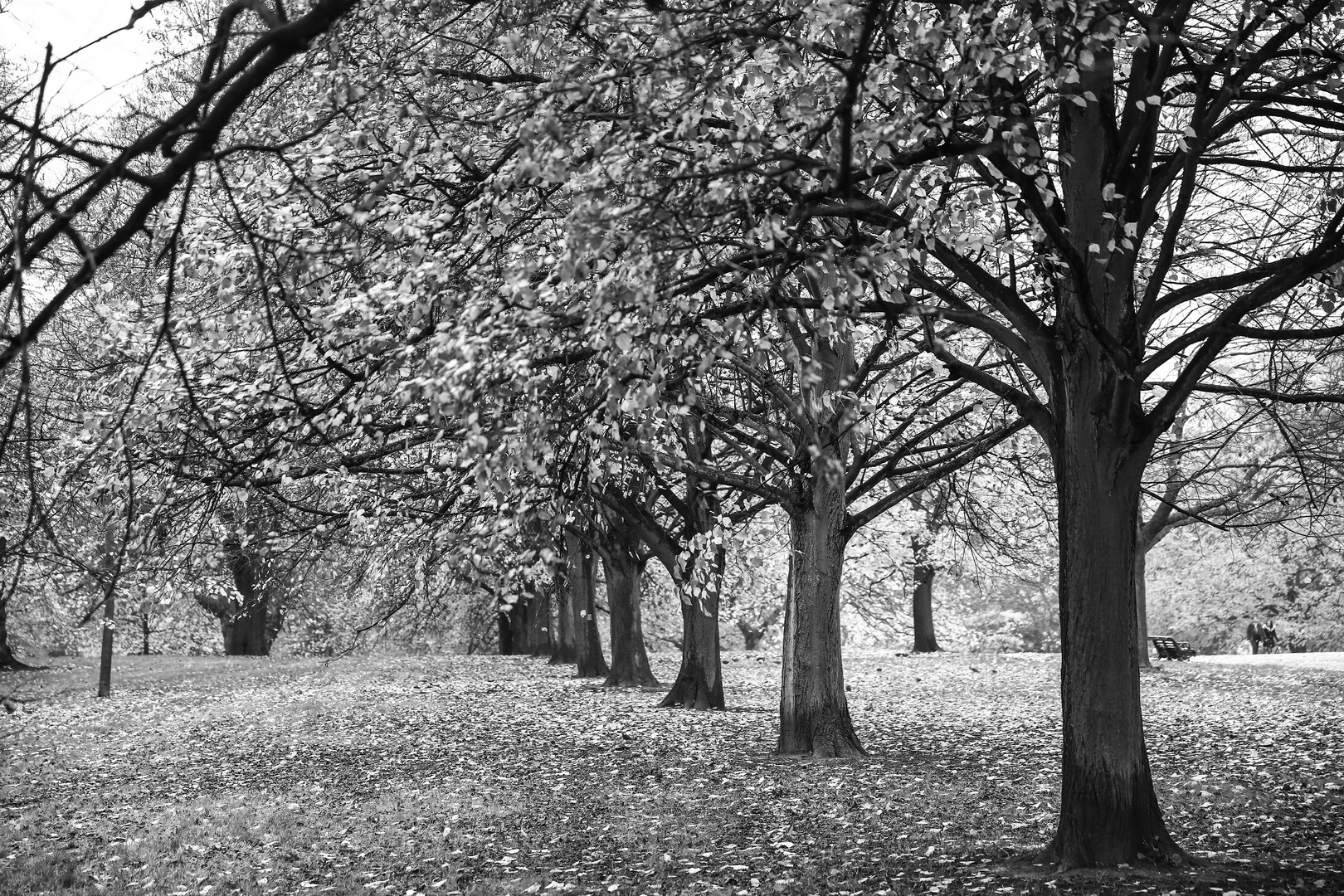 Kensington Garden