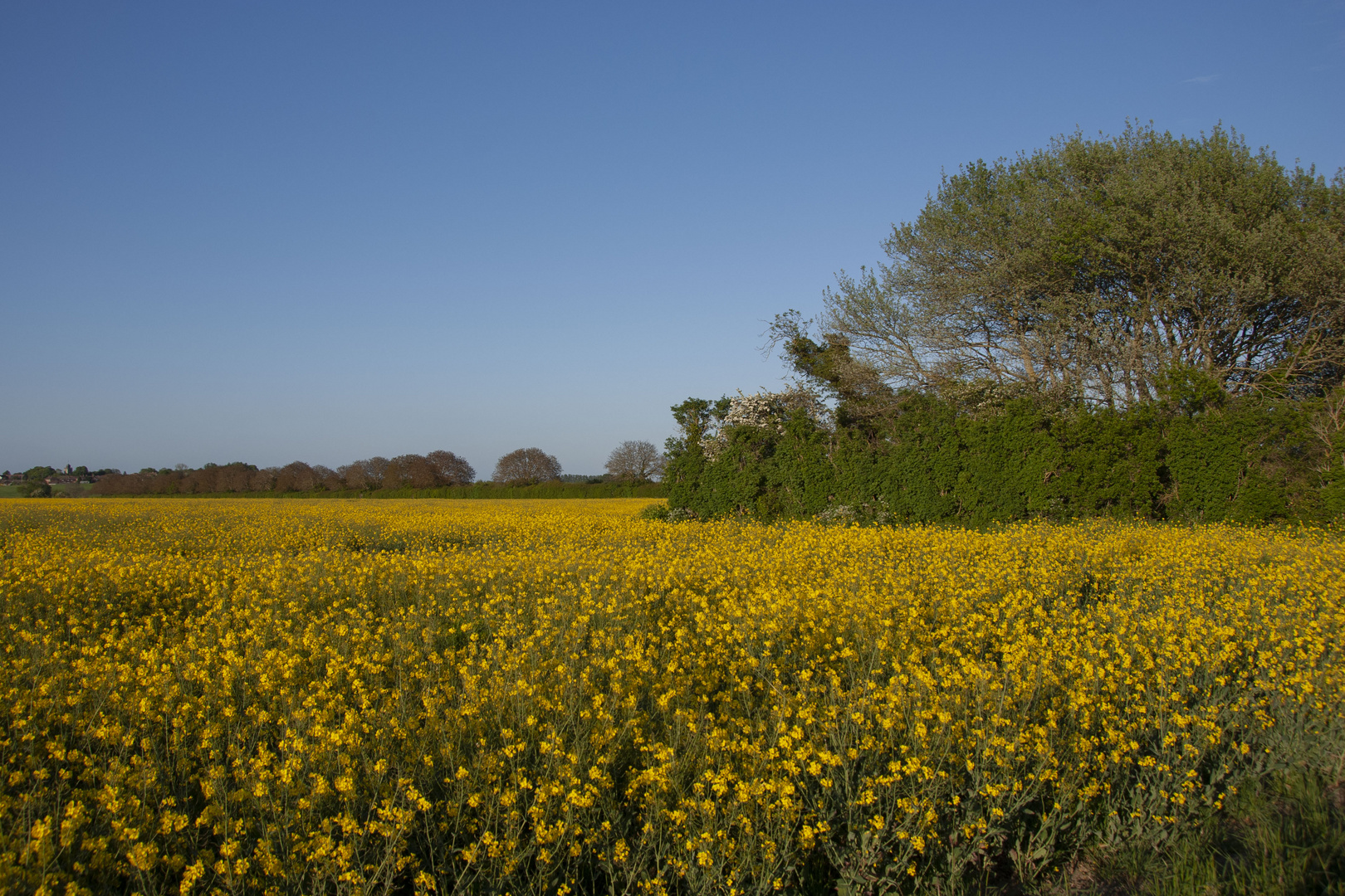 Kent Rape Seed Field on an early Summer Evening.