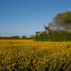 Kent Rape Seed Field on an early Summer Evening.