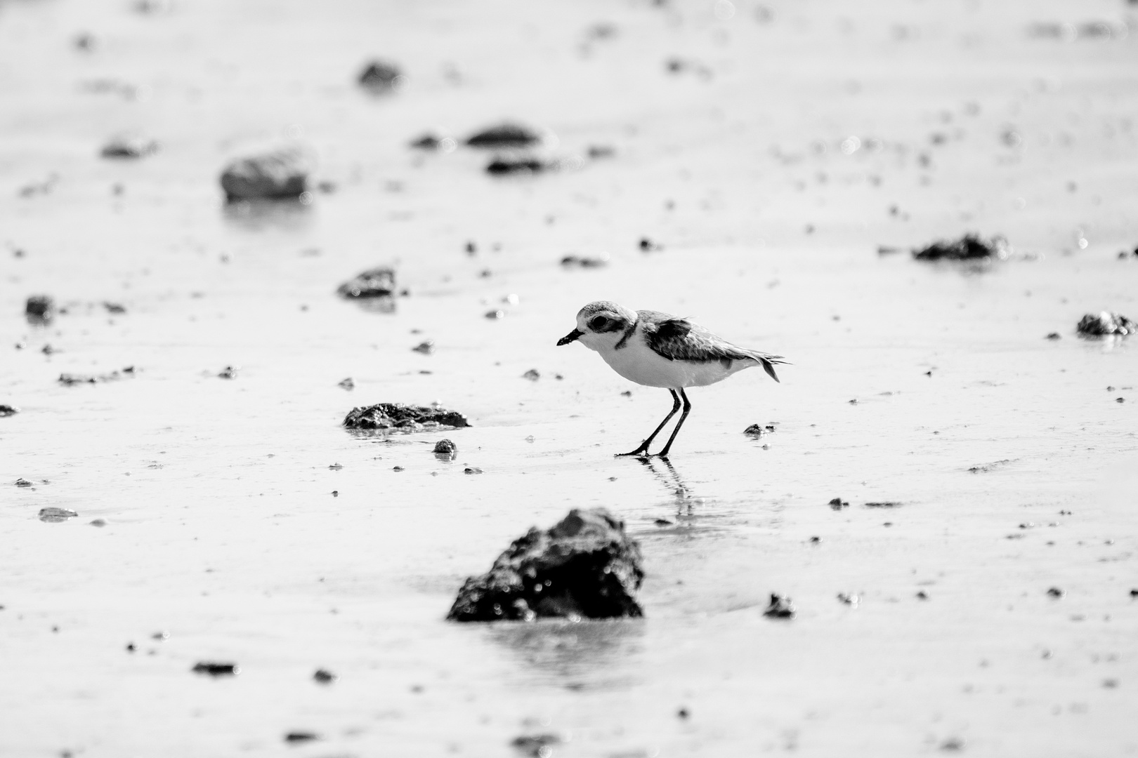 Kentish plover