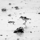 Kentish plover