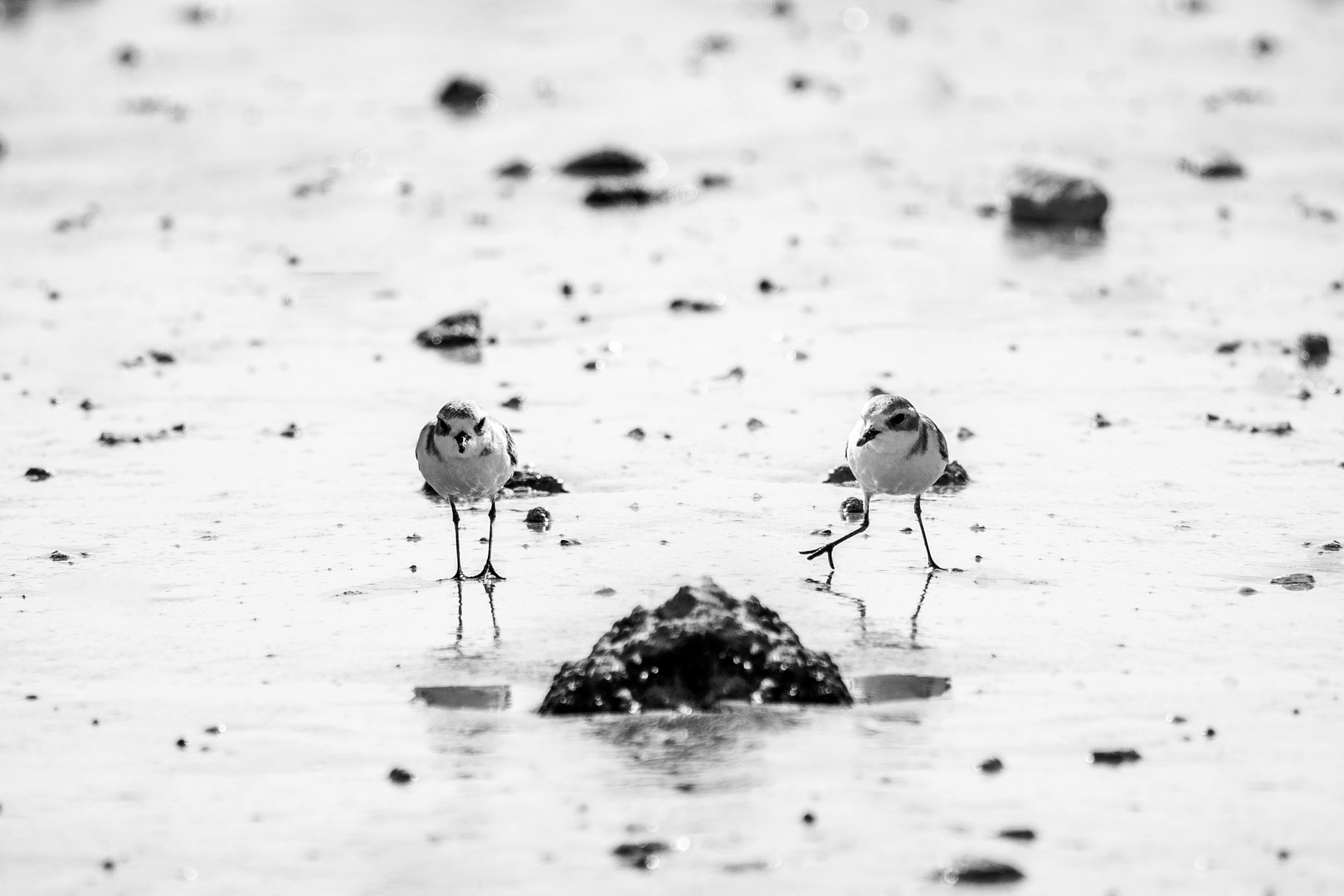 Kentish plover