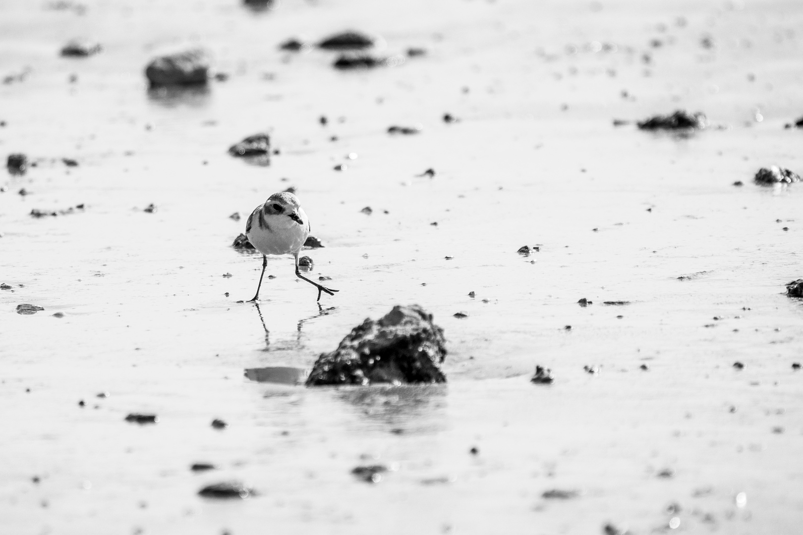 Kentish plover