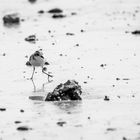 Kentish plover