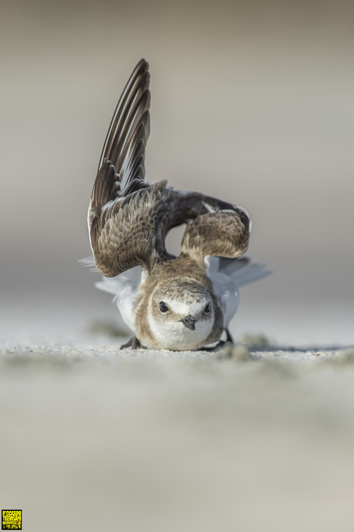 kentish plover