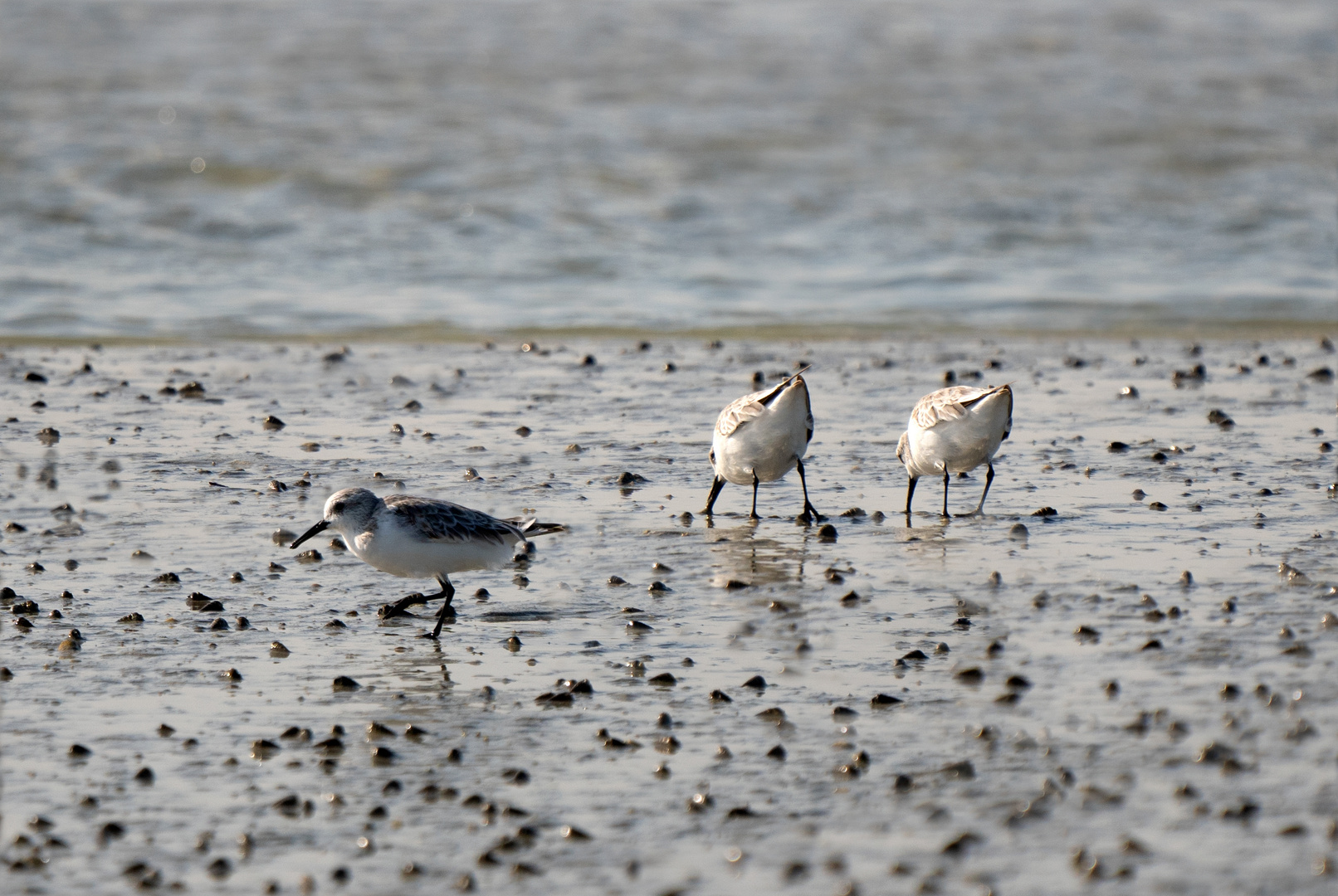 Kentish Plover