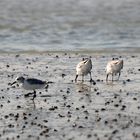 Kentish Plover