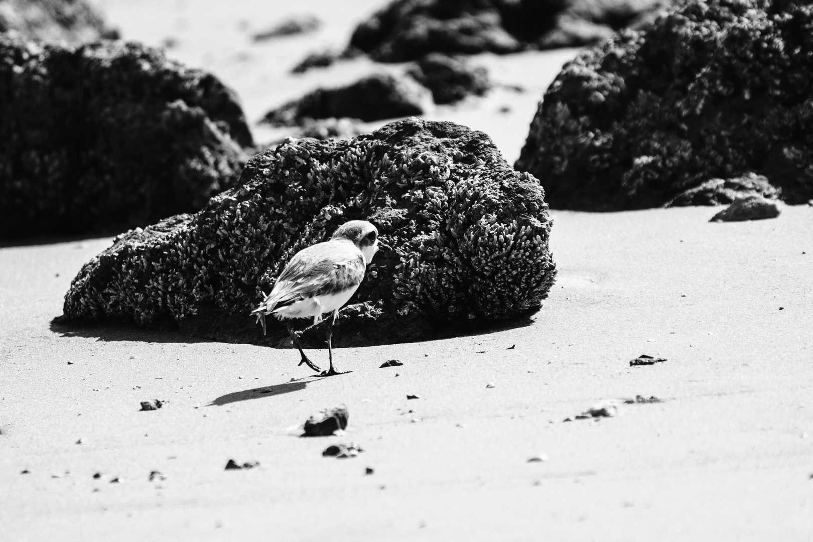 Kentish plover