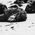 Kentish plover