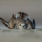 kentish plover