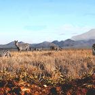 kenya 2009 355.jpg.