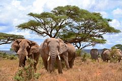 Kenya 2015- Elefanten