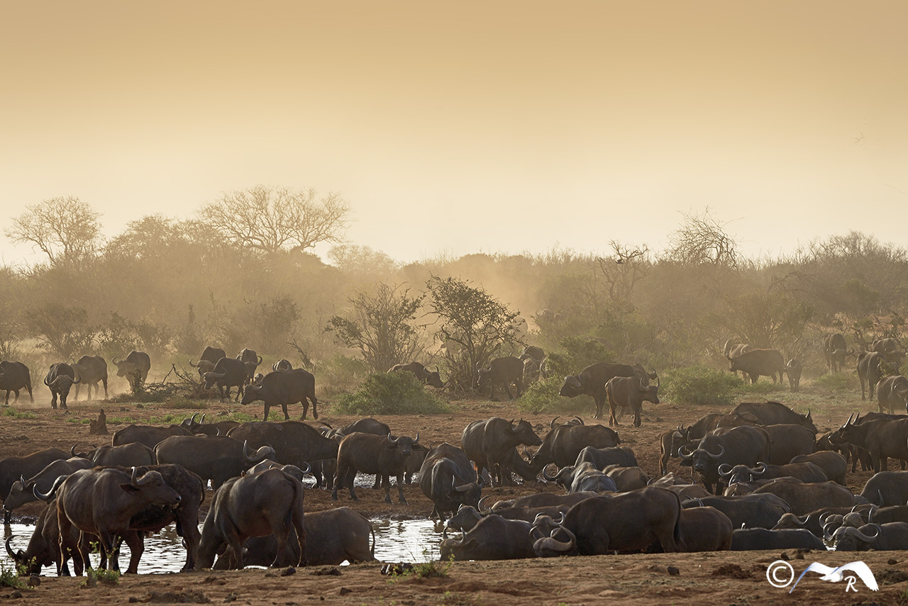 Kenya